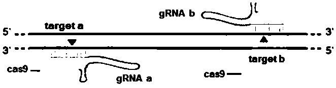 Method for selective breeding of ppm1g gene mutation zebrafish through gene editing