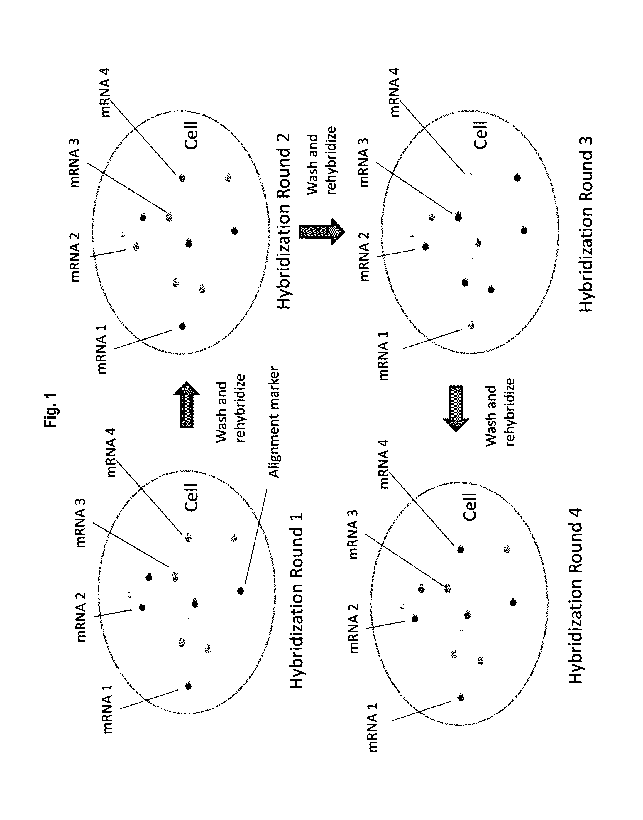 Multiplex labeling of molecules by sequential hybridization barcoding using probes with cleavable linkers