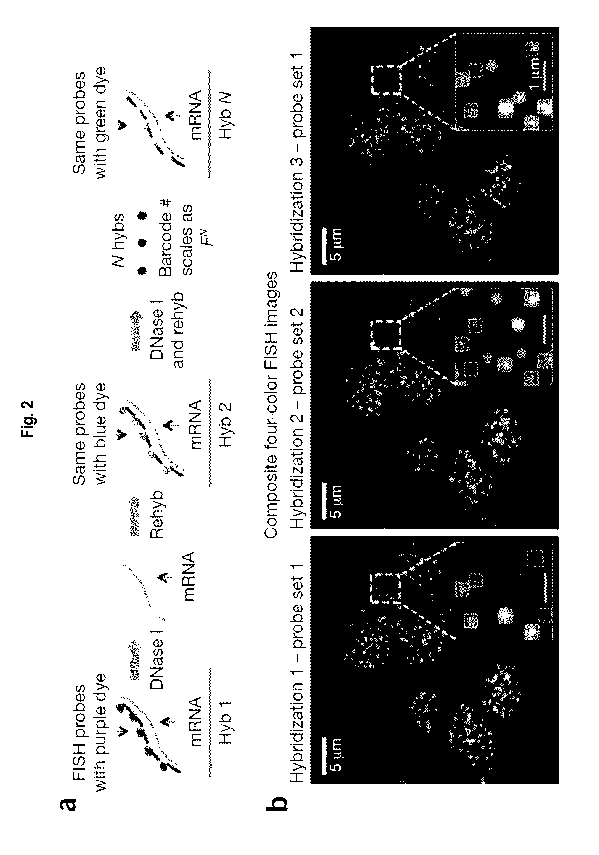 Multiplex labeling of molecules by sequential hybridization barcoding using probes with cleavable linkers