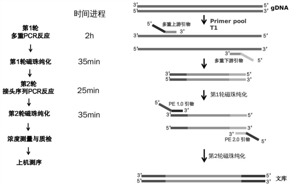 KCNQ1 gene detection kit and detection method