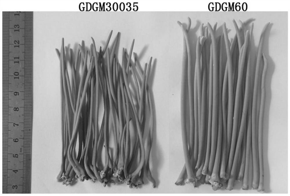 A high-yield and high-quality cultivated strain gdgm 60 of Guangdong Cordyceps