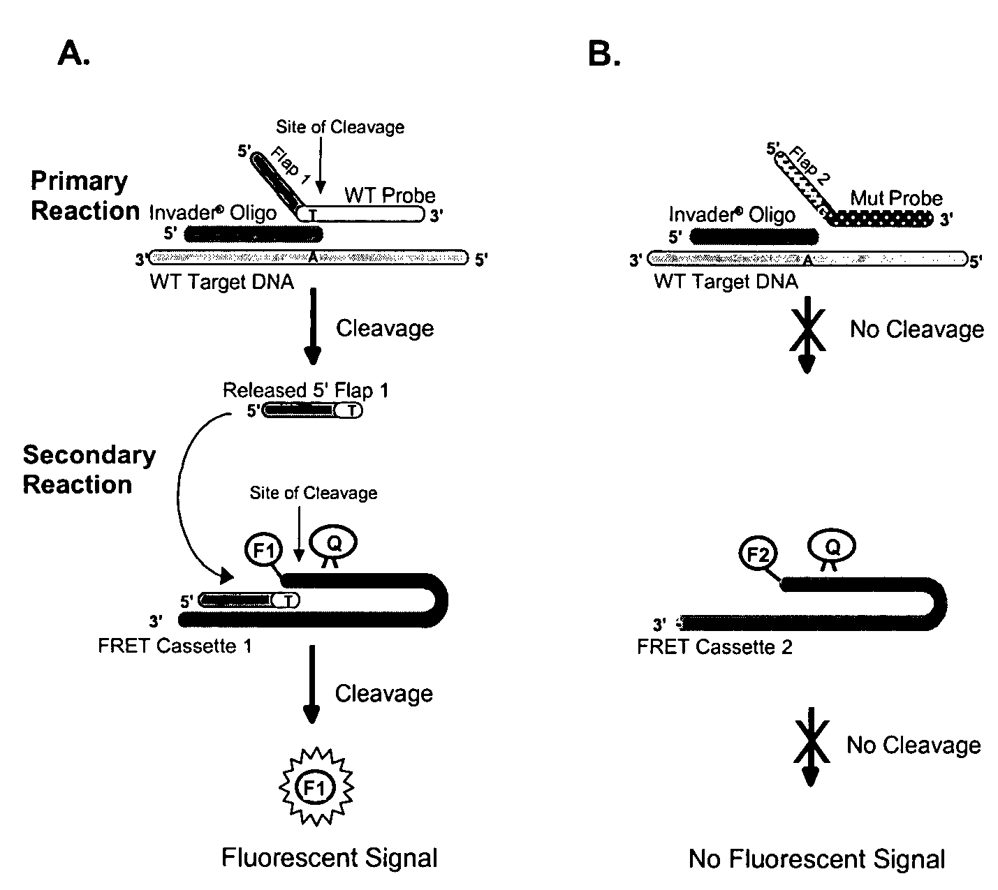 Connexin allele detection assays