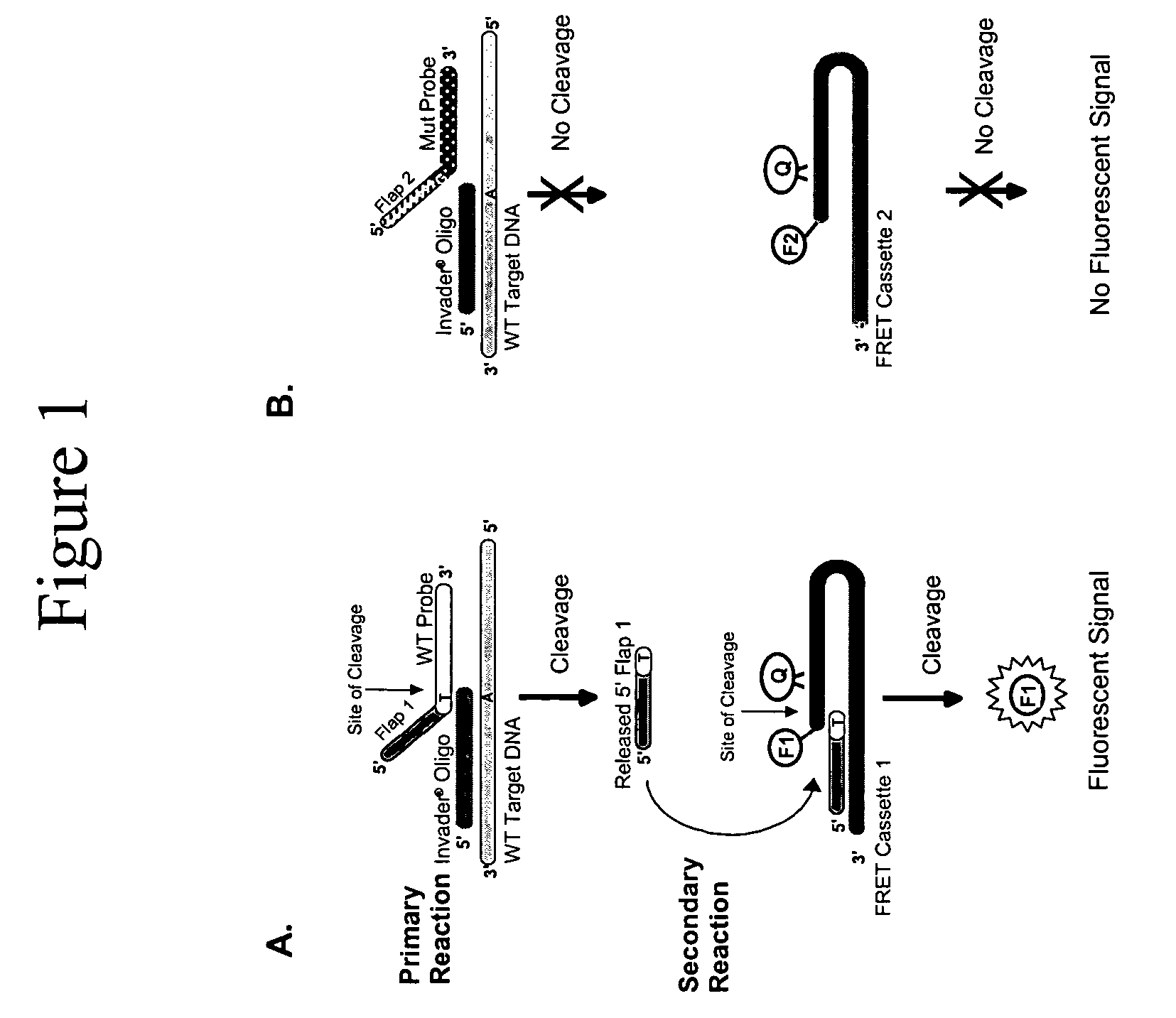 Connexin allele detection assays