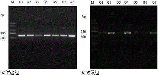 An extracting method of an alveolar lavage fluid metagenome