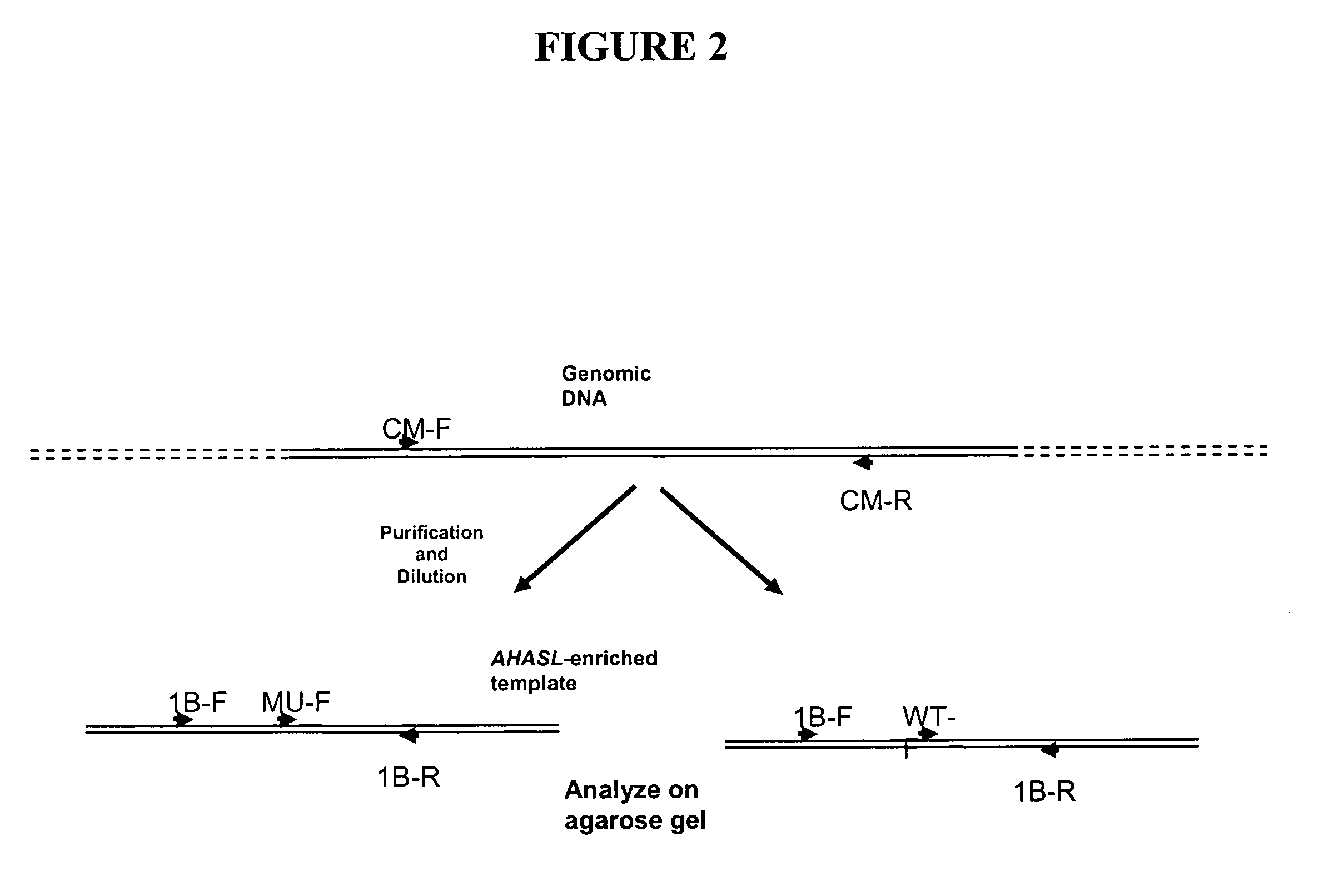 Methods and compositions for analyzing AHASL genes