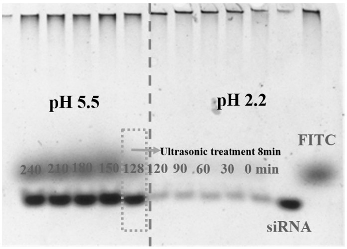 Preparation method of chitosan derivative nanoparticles for delivering siRNA