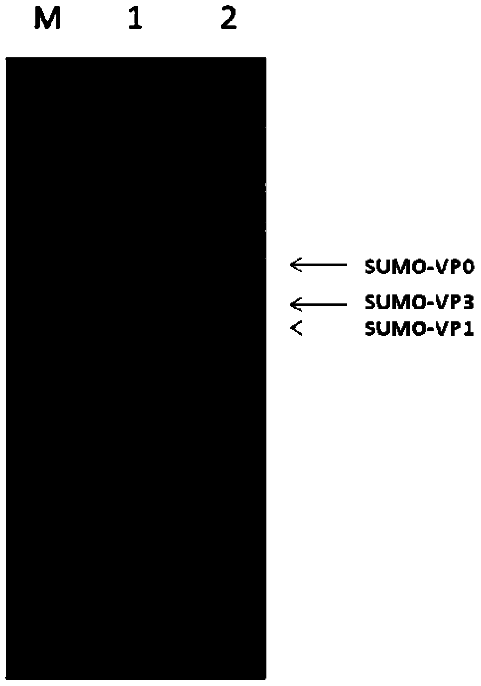 Tandem co-expression of foot-and-mouth disease virus capsid protein and preparation method of virus-like particles