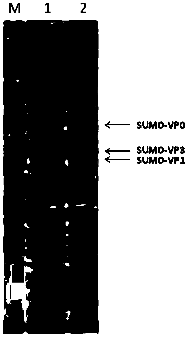 Tandem co-expression of foot-and-mouth disease virus capsid protein and preparation method of virus-like particles