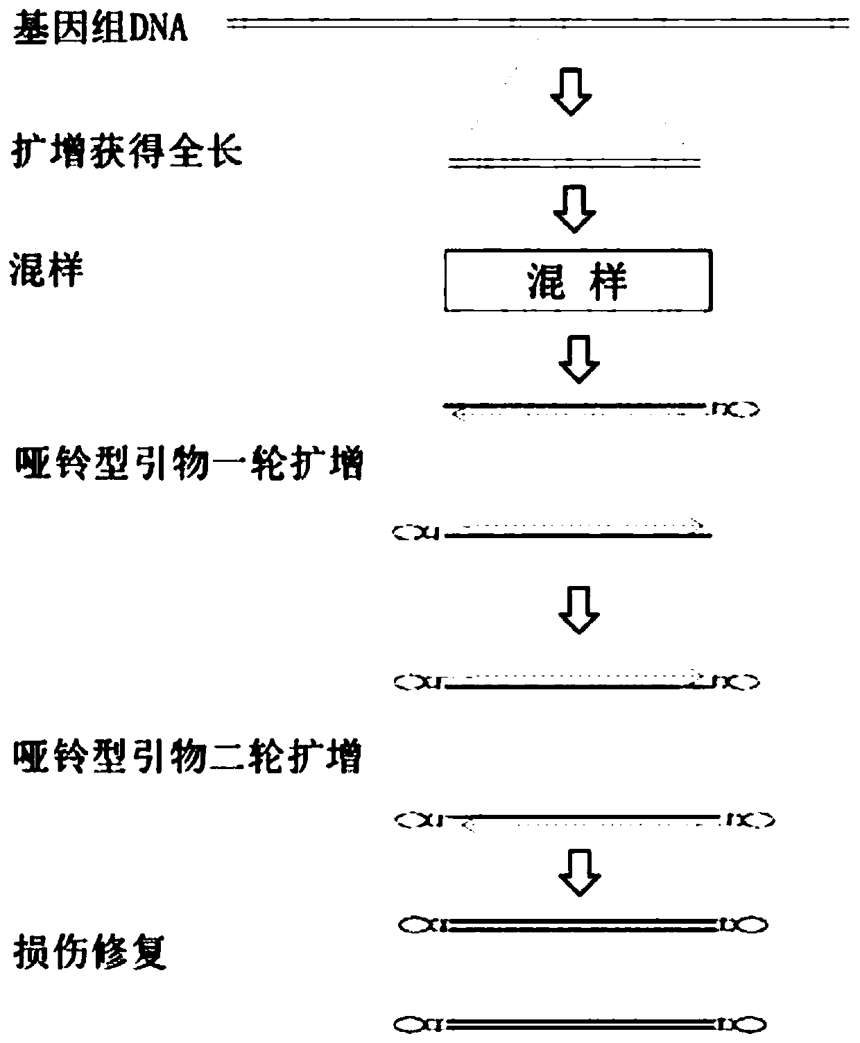 Rapid full-length amplicon library construction method, primers and sequencing method applicable to PacBio platform