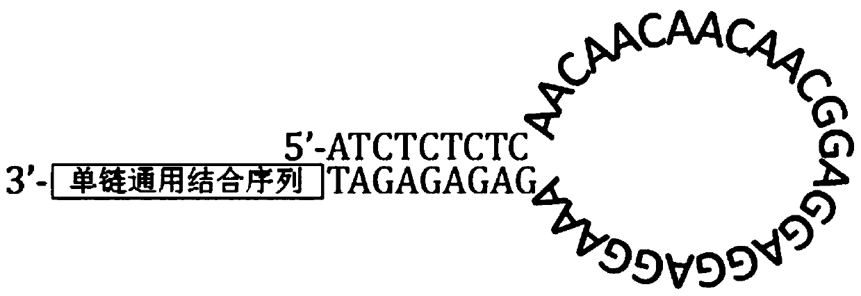 Rapid full-length amplicon library construction method, primers and sequencing method applicable to PacBio platform