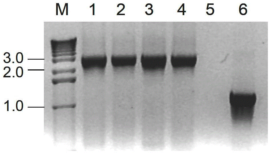 A method for knocking out the catechol dioxygenase gene of the ibuprofenfoss plasmid