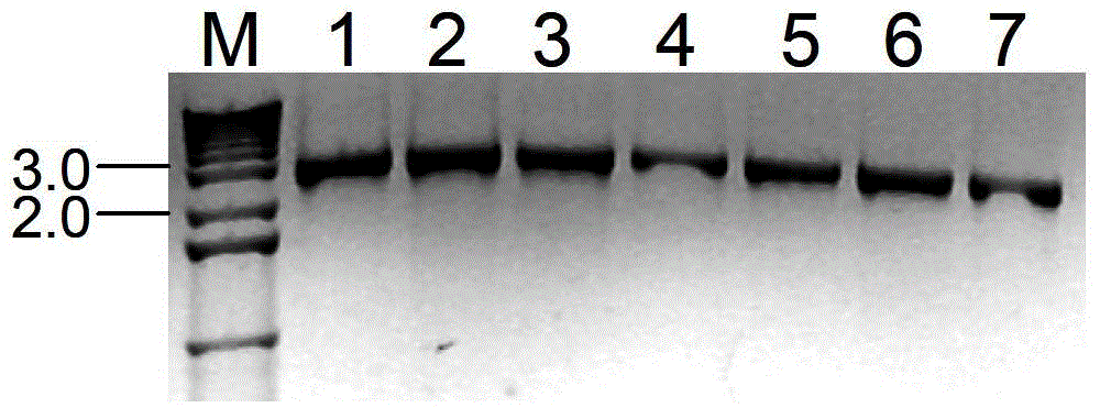 A method for knocking out the catechol dioxygenase gene of the ibuprofenfoss plasmid