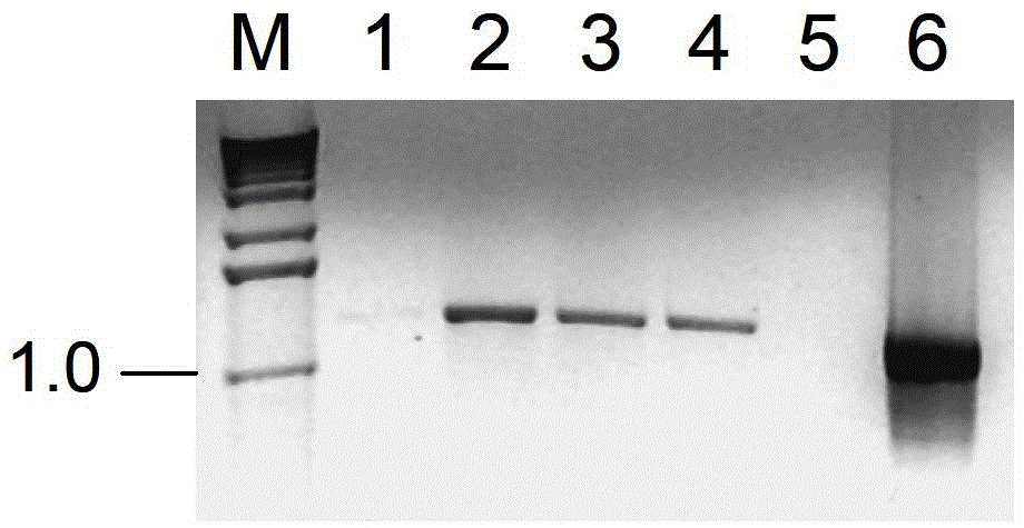 A method for knocking out the catechol dioxygenase gene of the ibuprofenfoss plasmid