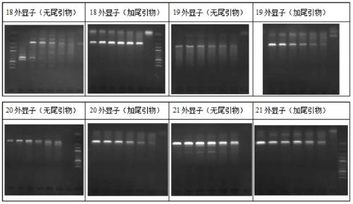 A method for improving the specificity of polymerase chain reaction