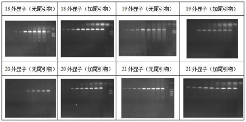 A method for improving the specificity of polymerase chain reaction