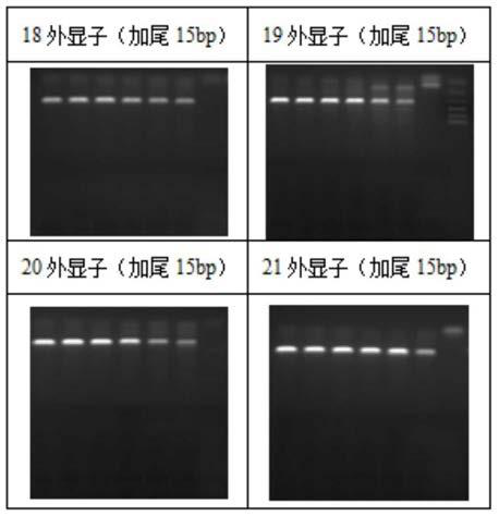 A method for improving the specificity of polymerase chain reaction