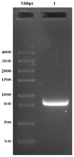 Clonorchis sinensis recombinant protein C&lt;s&gt;H&lt;sc&gt;B and application thereof in enteritis therapeutic drug