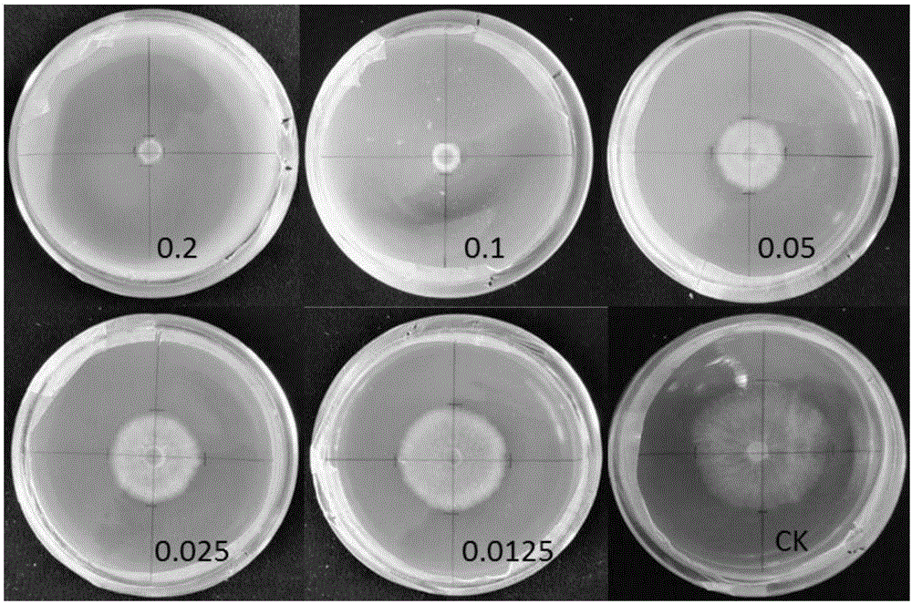 Symbiotic bacterium of entomopathogenic nematode and application of symbiotic bacterium