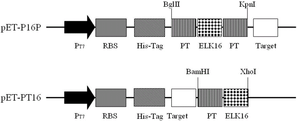 Self-polymerized peptide fused CD151 protein as well as preparation method and application thereof