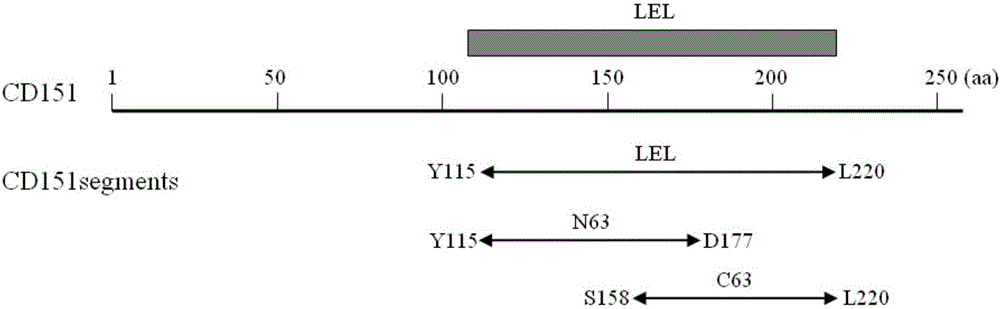 Self-polymerized peptide fused CD151 protein as well as preparation method and application thereof