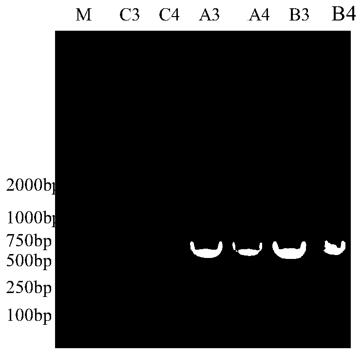 A kind of porcine pseudorabies live vaccine-mycoplasma swine pneumonia live vaccine combination and its application