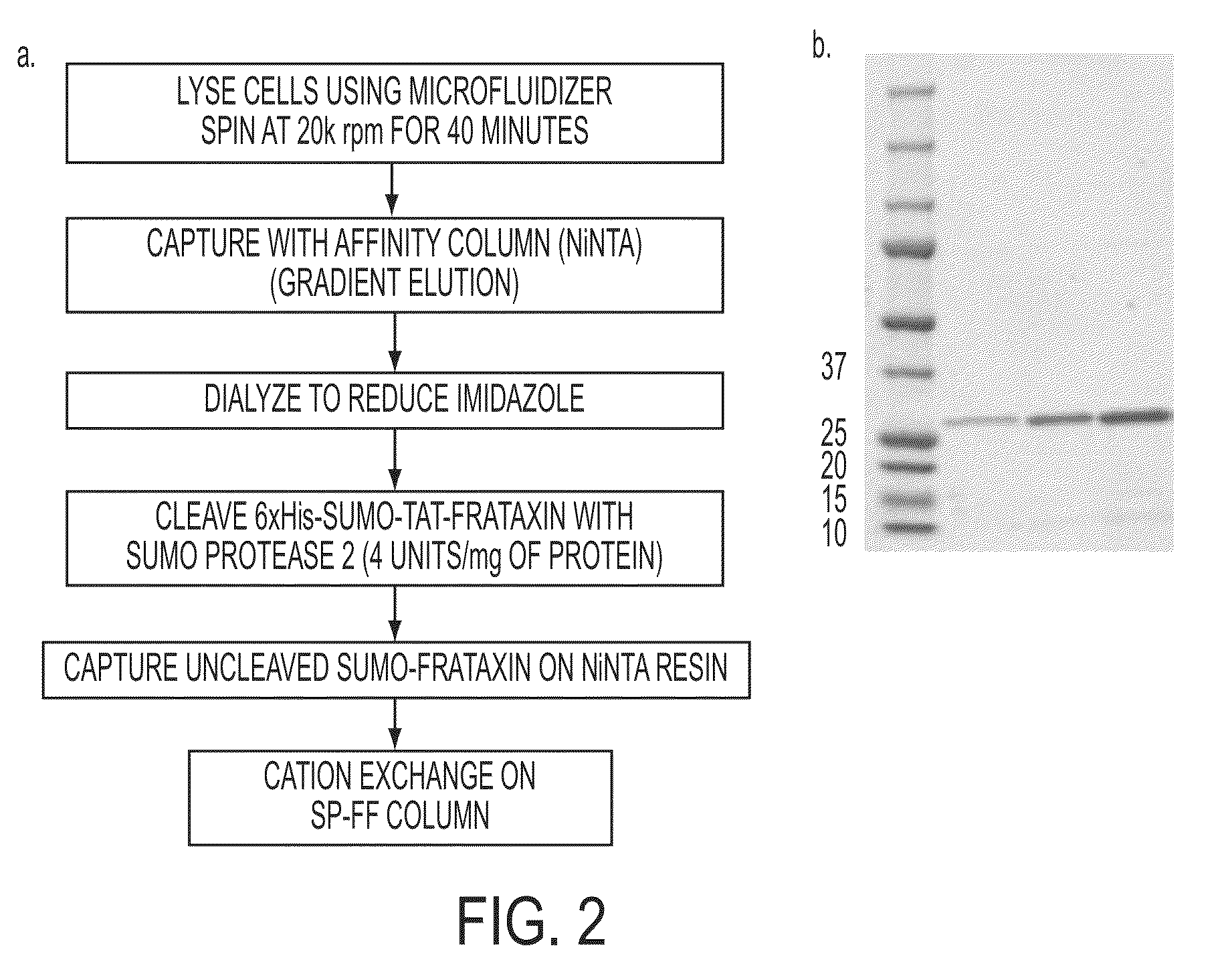 Mitochondrial targeting and therapeutic use thereof