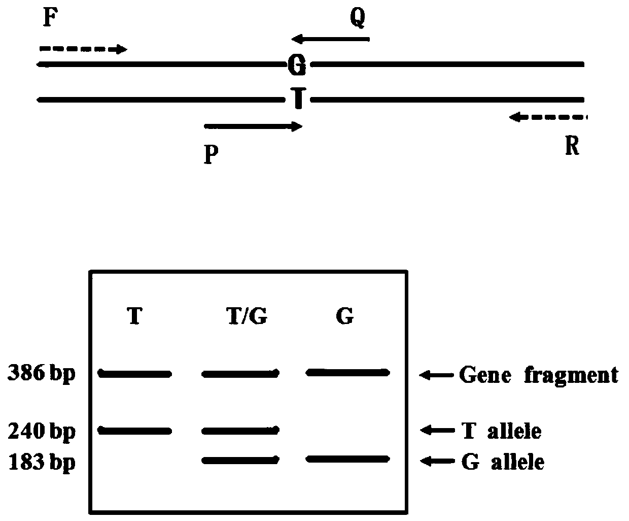 Apricot fruit firmness key gene molecular marker PG1524 and detection method and application thereof