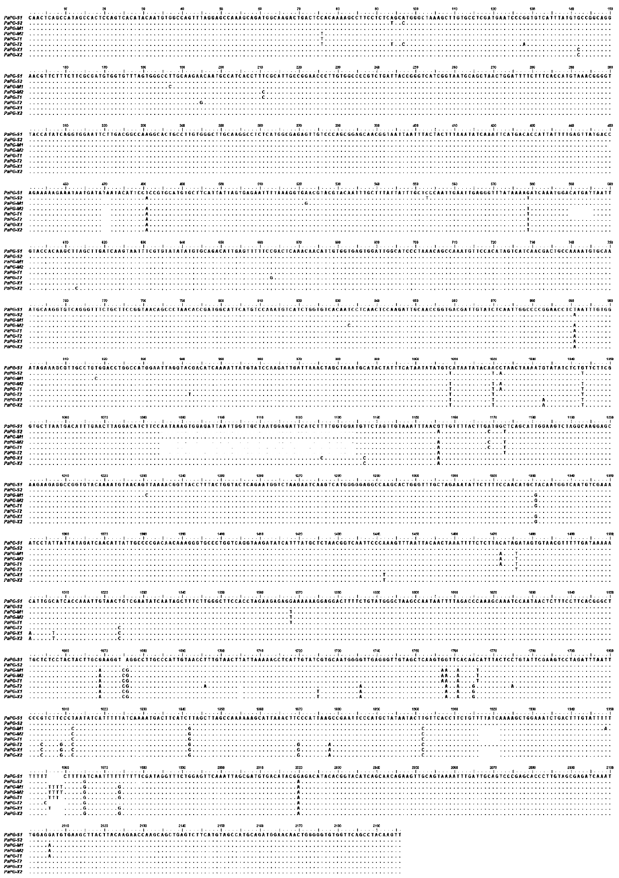 Apricot fruit firmness key gene molecular marker PG1524 and detection method and application thereof