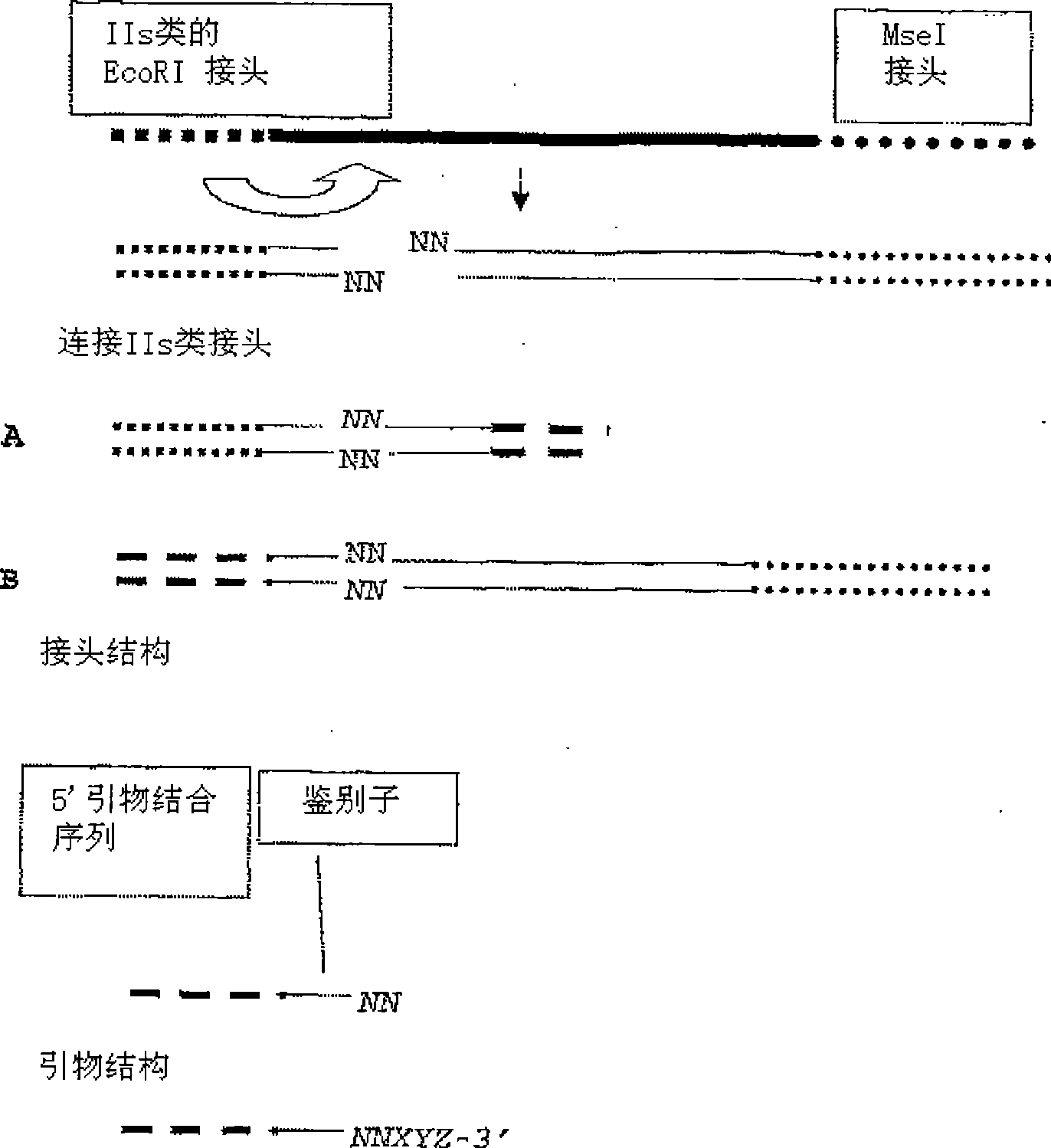 High throughput detection of molecular markers based on AFLP and high throughput sequencing