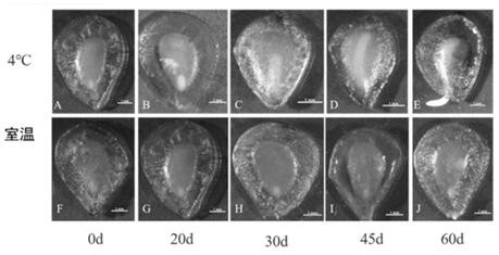 Method for introducing fritillaria taipaiensis seeds and prolonging growth period of Fritillaria taipaiensis