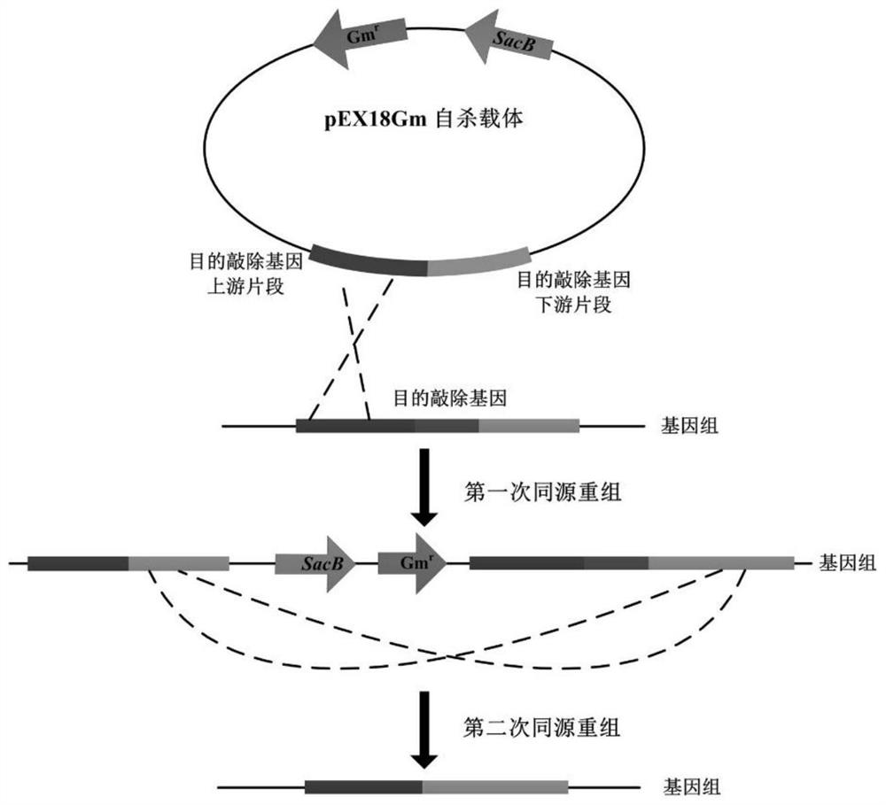 Method for increasing yield of antifungal active substance HSAF and application