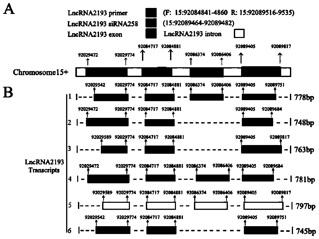 Long-chain RNA Lnc-2193 and application thereof