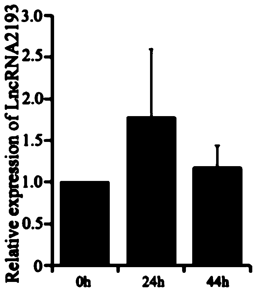 Long-chain RNA Lnc-2193 and application thereof