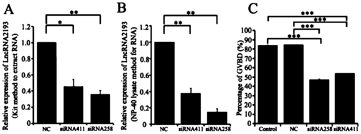 Long-chain RNA Lnc-2193 and application thereof