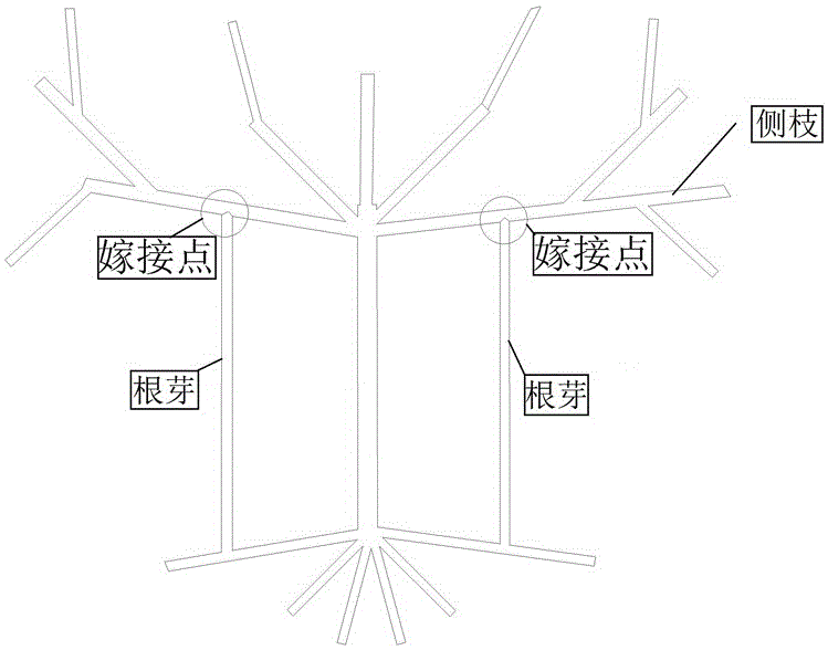 Method for cultivating eggplant trees by means of radical bud induced grafting technology