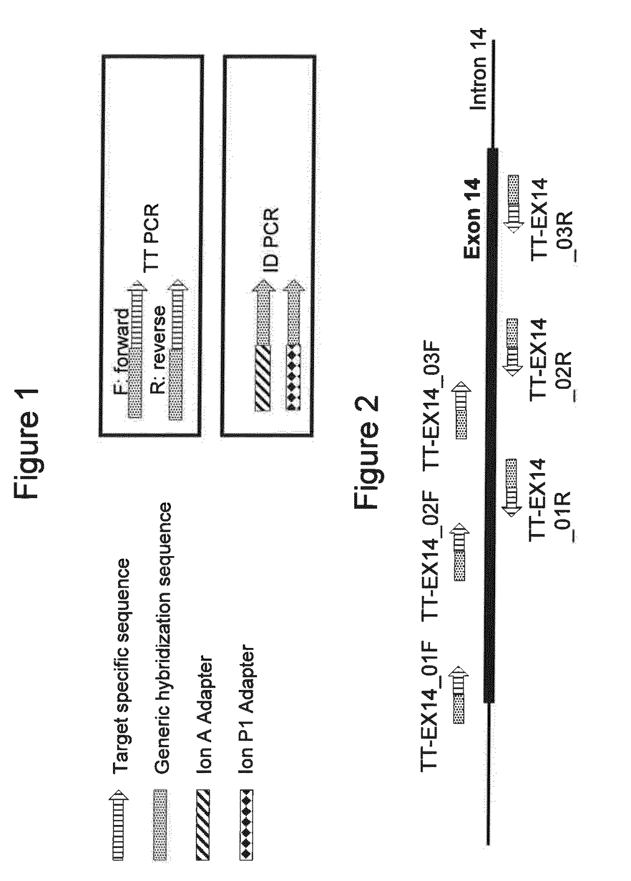 Selective amplification of desired nucleic acid regions in a target sequence