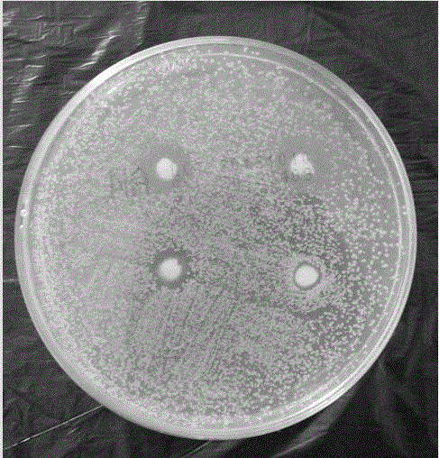 An injection-type directional slow-release paeonol temperature-sensitive gel and its preparation method