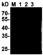 Type a foot-and-mouth disease genetic engineering compound epitope protein and vaccine