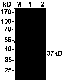 Type a foot-and-mouth disease genetic engineering compound epitope protein and vaccine