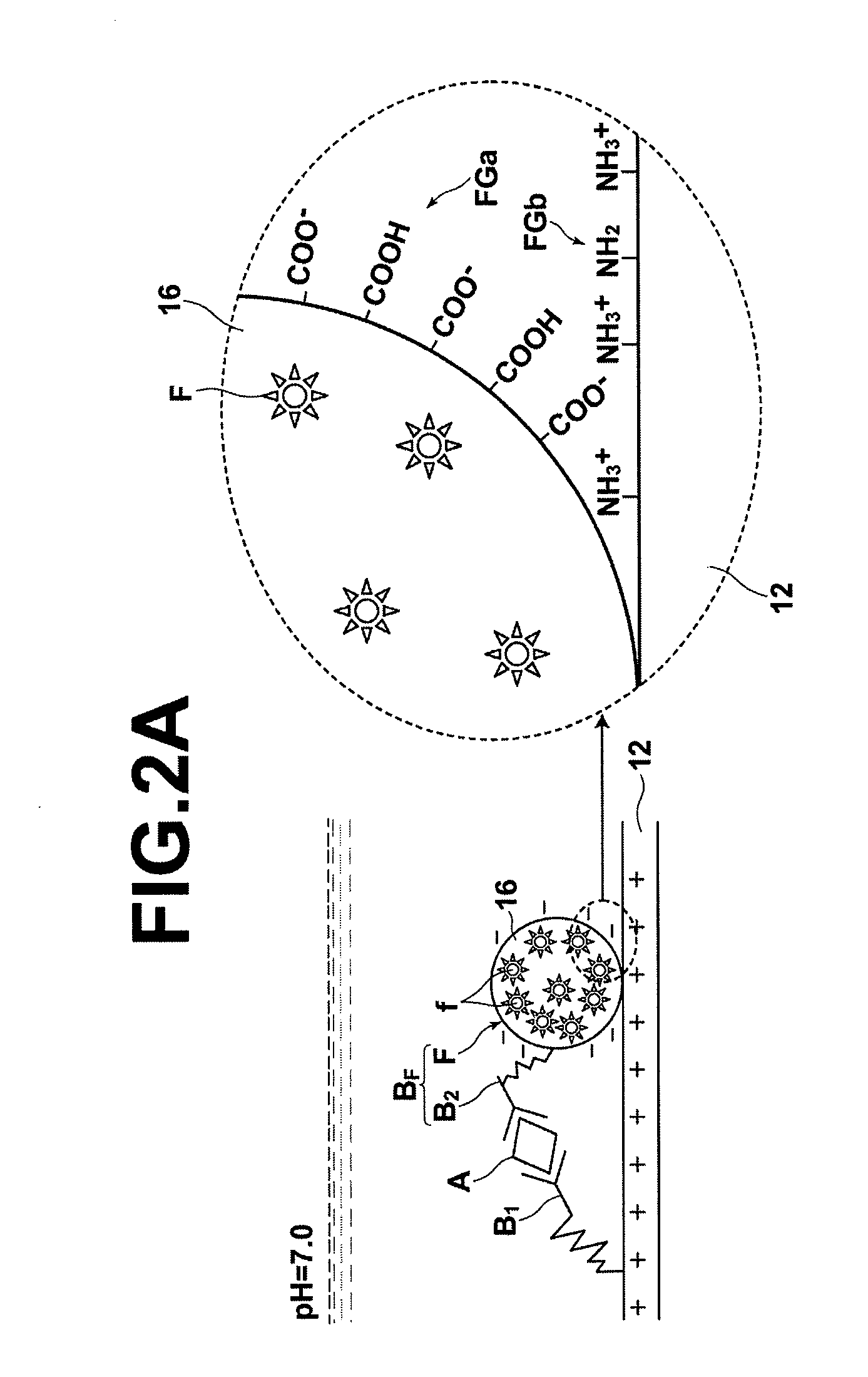 Detecting method, detecting apparatus, detection sample cell, and detecting kit