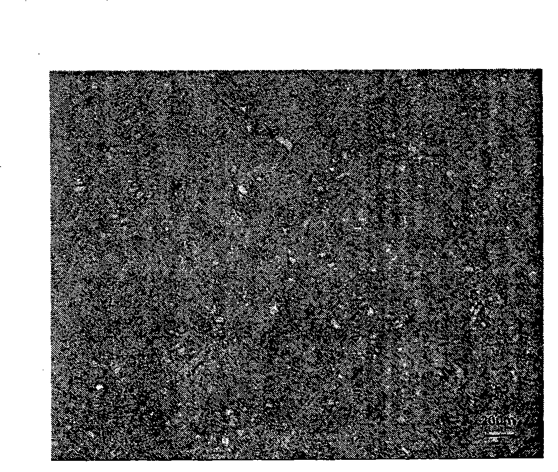 Heat treatment method of steel belt for packages and steel belt for packages