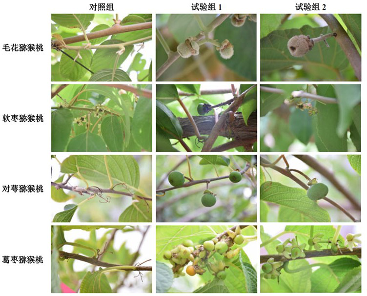 Method for inducing different types of kiwi fruit male flowers to bear fruits