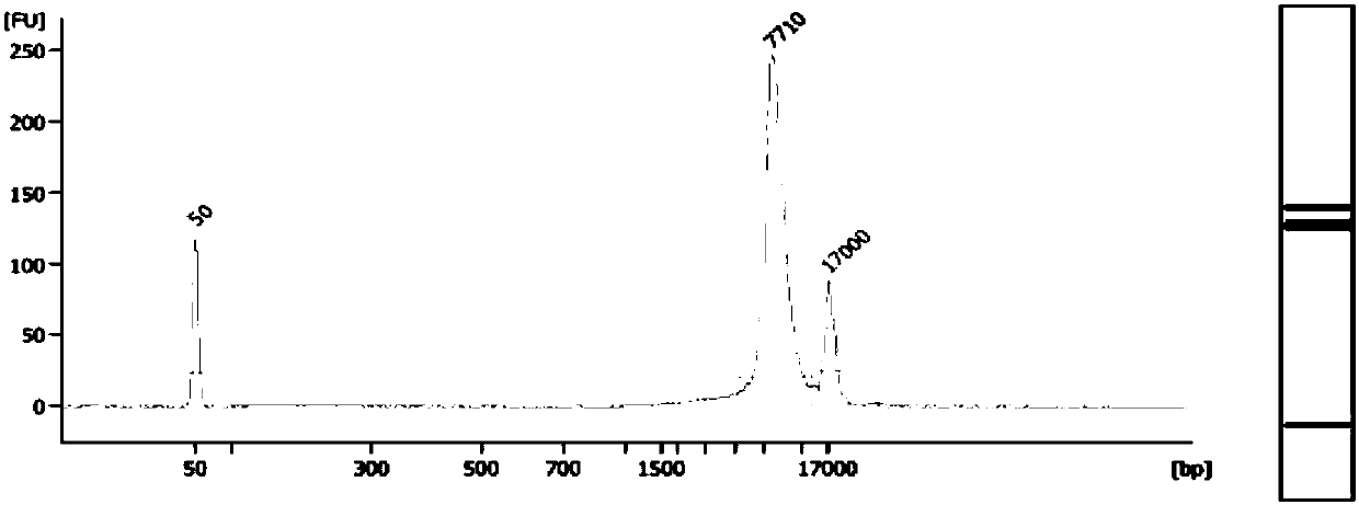 Method and system for determining fetus alpha thalassemia gene haplotype