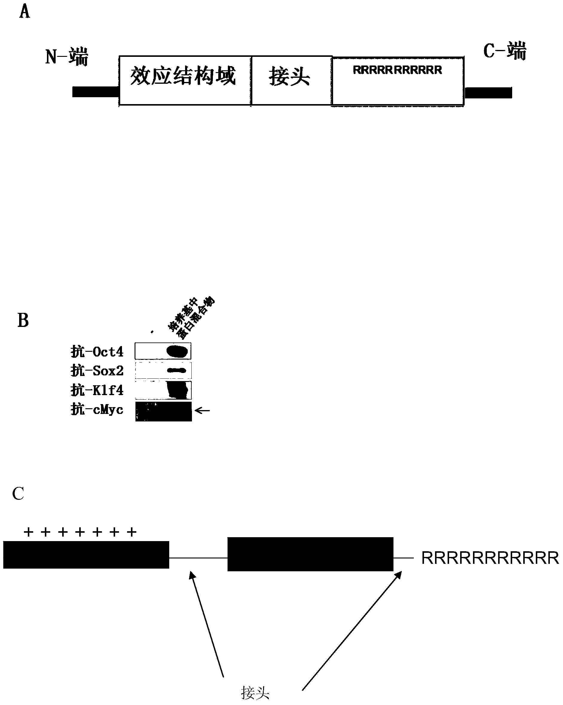 Compositions and methods for re-programming cells without genetic modification for repairing cartilage damage