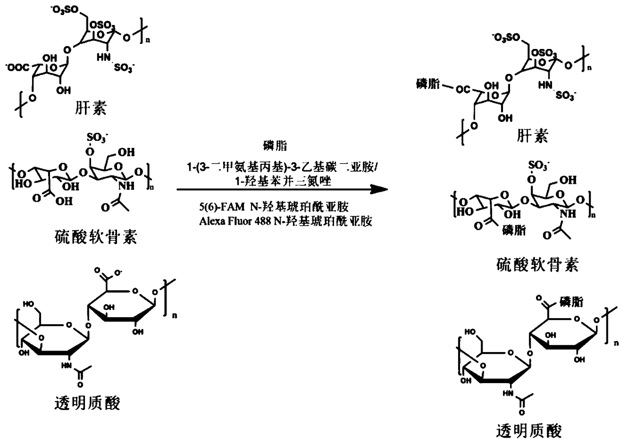 Phospholipid-glycosaminoglycan biomimetic extracellular matrix nanomembrane and its preparation method and application