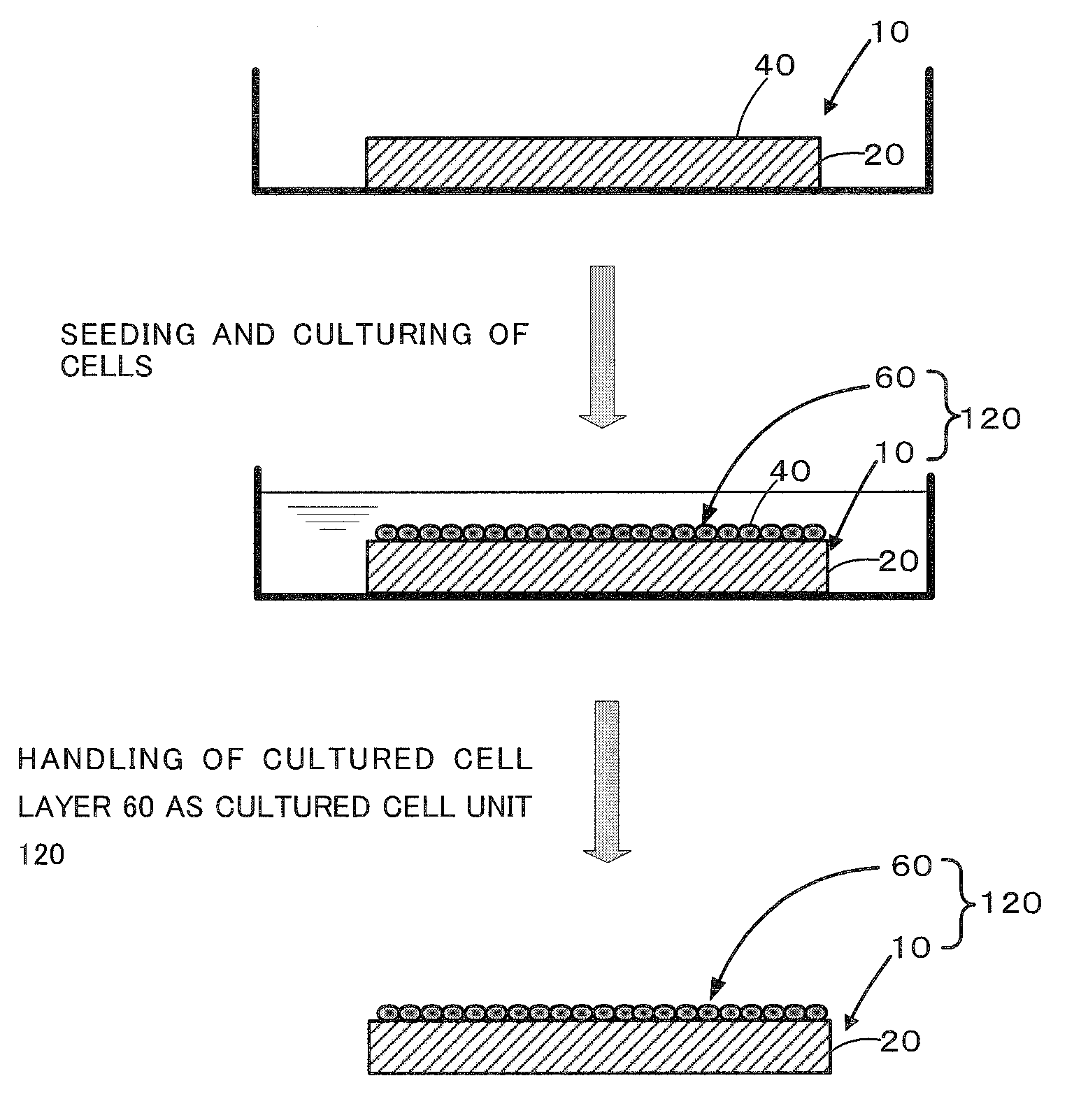 Cell culture support and production method and uses thereof