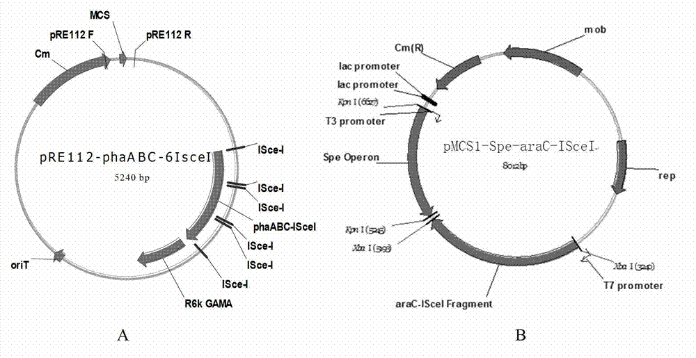 Construction and application of polygene knockout strain of Halomonas sp. TD01