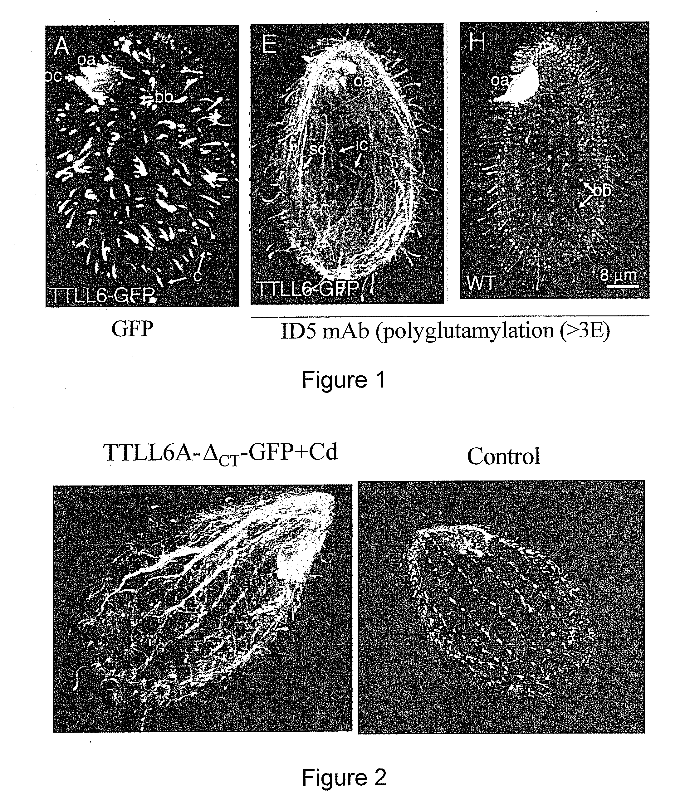 Biological system and assay for identifying modulators of tubulin ligases