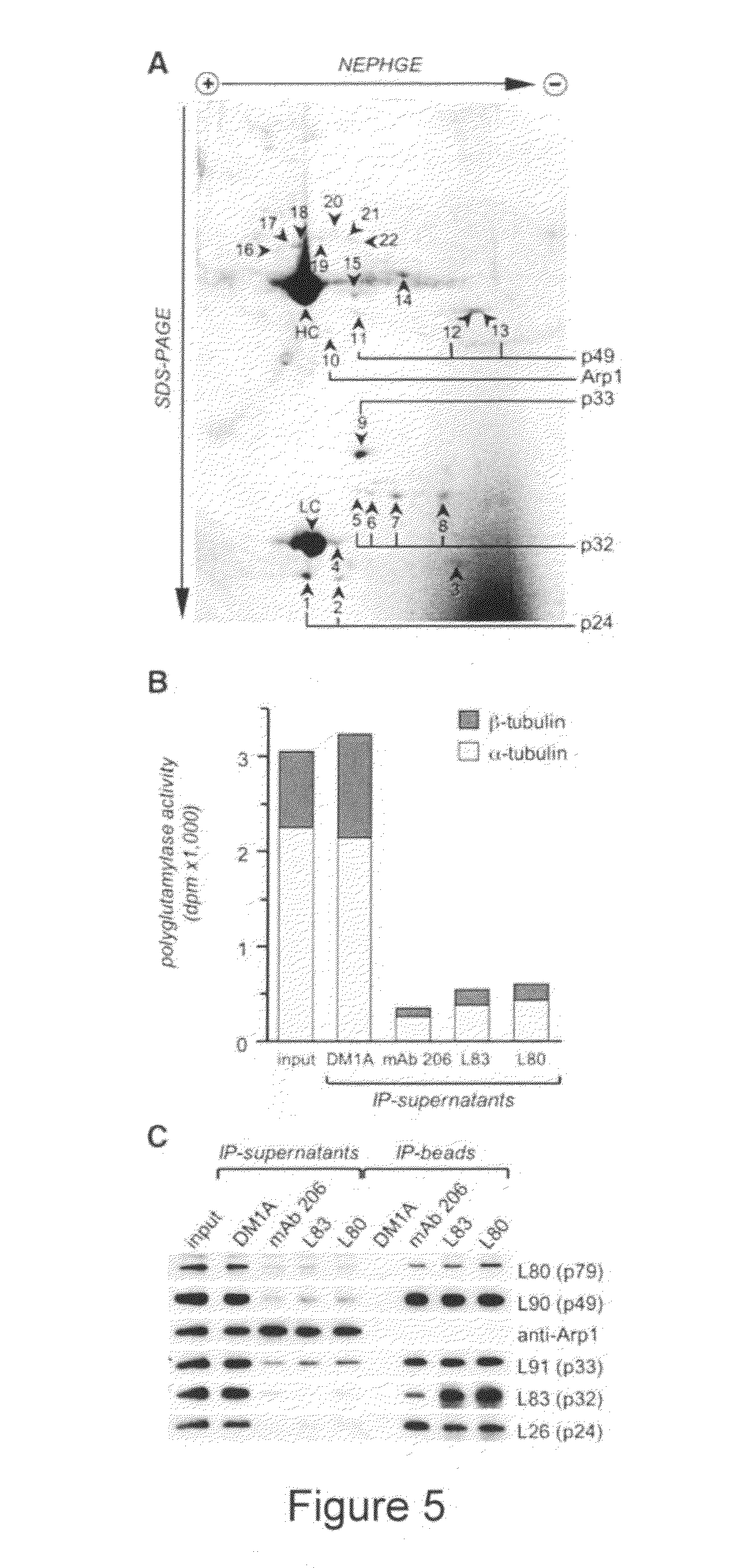 Biological system and assay for identifying modulators of tubulin ligases