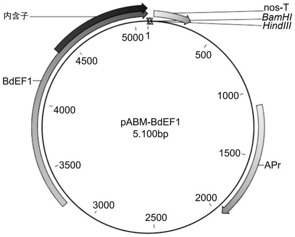 Methods for improving genome engineering and regeneration in plant ii